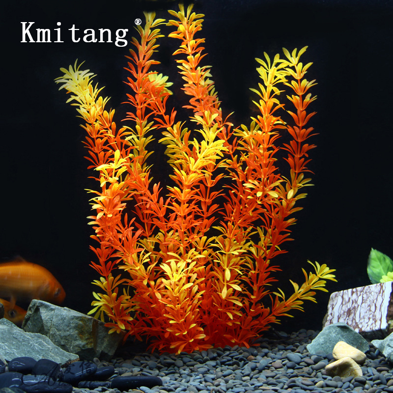 Aquarium Planted Fish Tank - 100Cm Thực Vật Nhiệt Đới Lớn