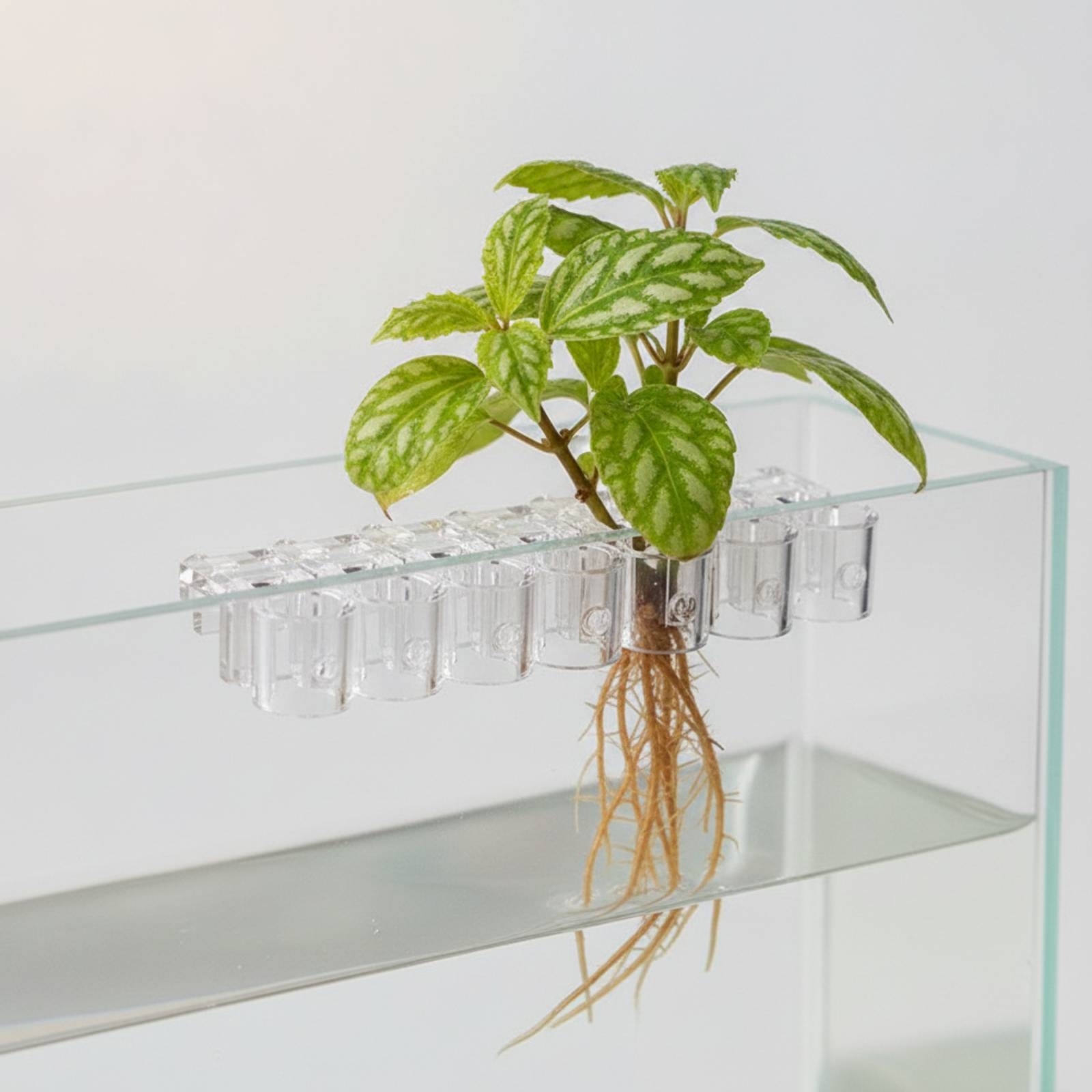 6 Pieces Aquarium Planter Clea - đánh giá và giá Aquarium Plant Original