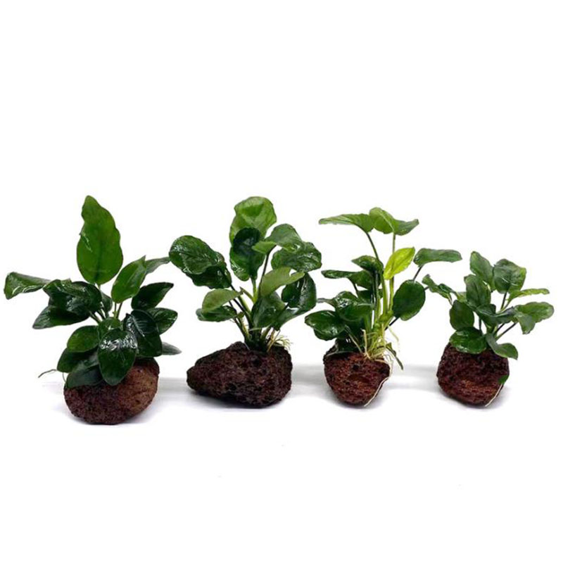 Núi Lửa Trang Trí Bể Cá Vật Có - đánh giá và giá Aquarium Plant Rings