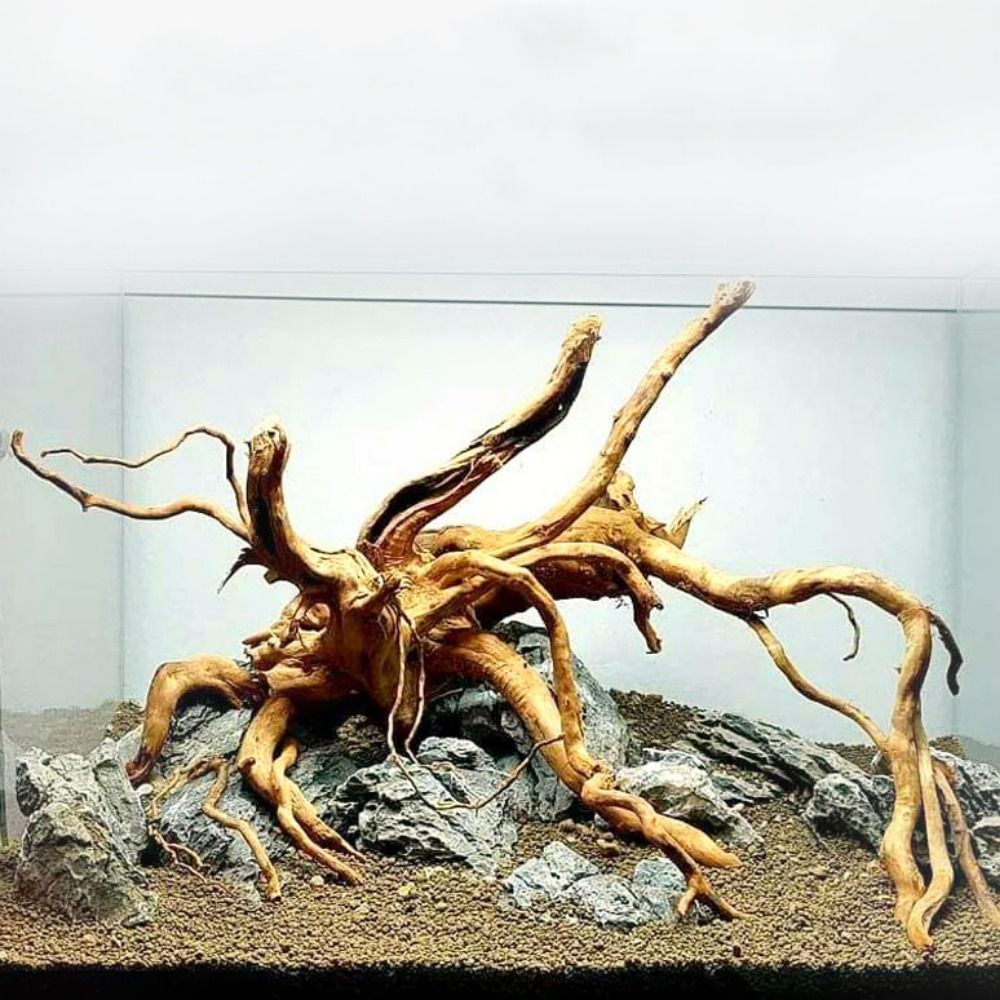 20-25CM Large Aquarium Driftwo - đánh giá và giá Planted Aquarium Bowl