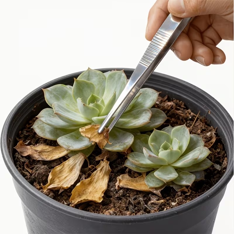 2pcs 20cm Stainless Steel Twee - đánh giá và giá Planted Aquarium Tips