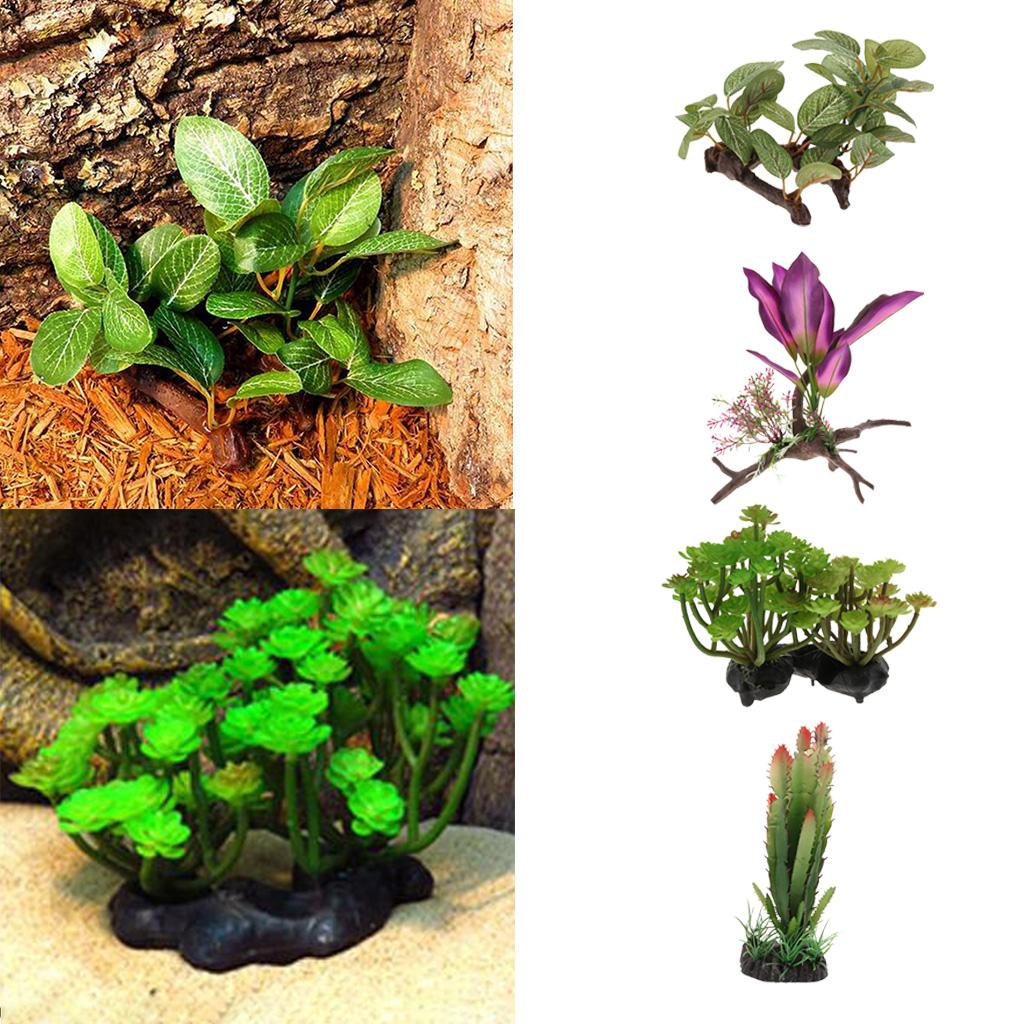 Tropical Rainforest Rattan Vin - đánh giá và giá Planted Aquarium Bowl