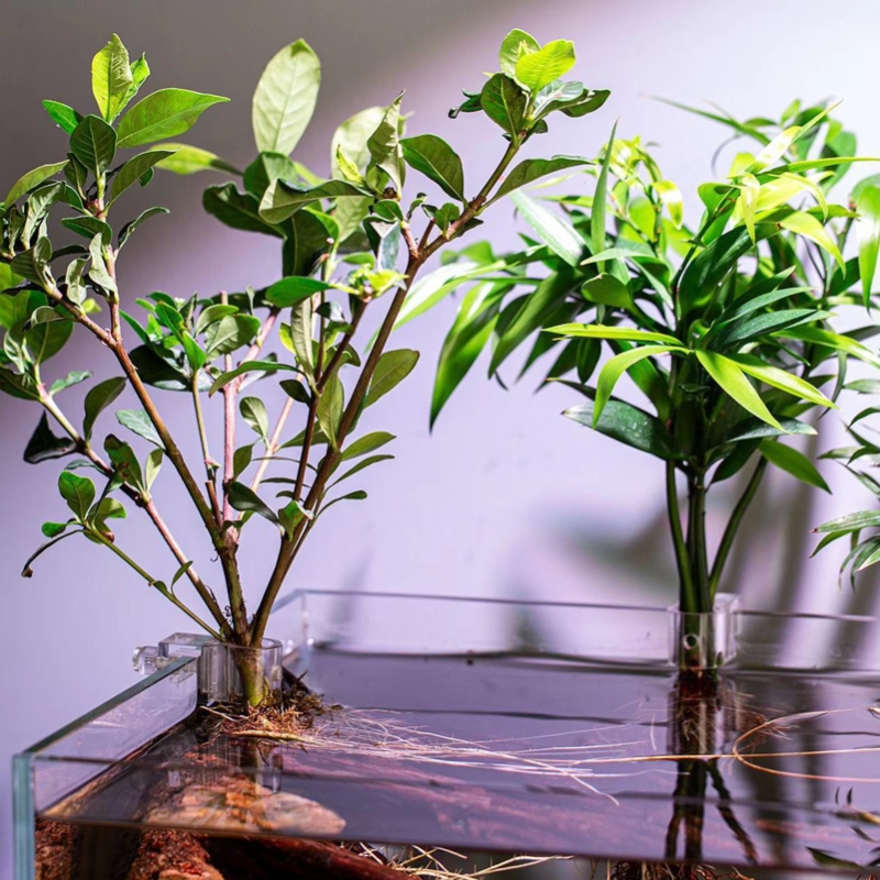 Hot Sale 6pcs Clear Aquarium P - đánh giá và giá Planted Aquarium For Sale